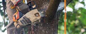 Professional Tree Services in Bennettsville, SC