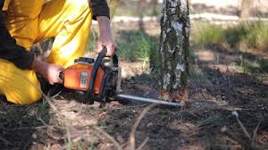 Best Organic Lawn Care Solutions  in Bennettsville, SC