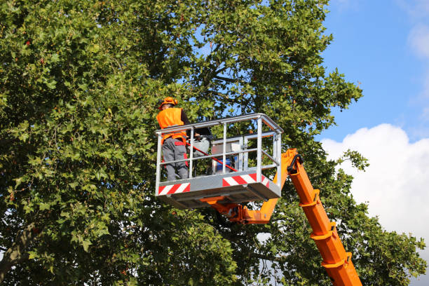 Best Root Management and Removal  in Bennettsville, SC