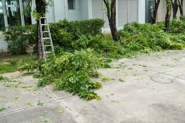 Best Tree Health Inspection  in Bennettsville, SC