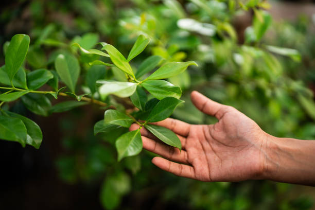Best Tree Maintenance Programs  in Bennettsville, SC