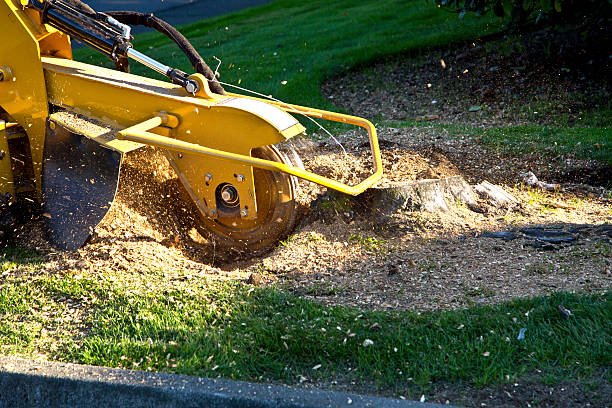 Professional Tree Services in Bennettsville, SC